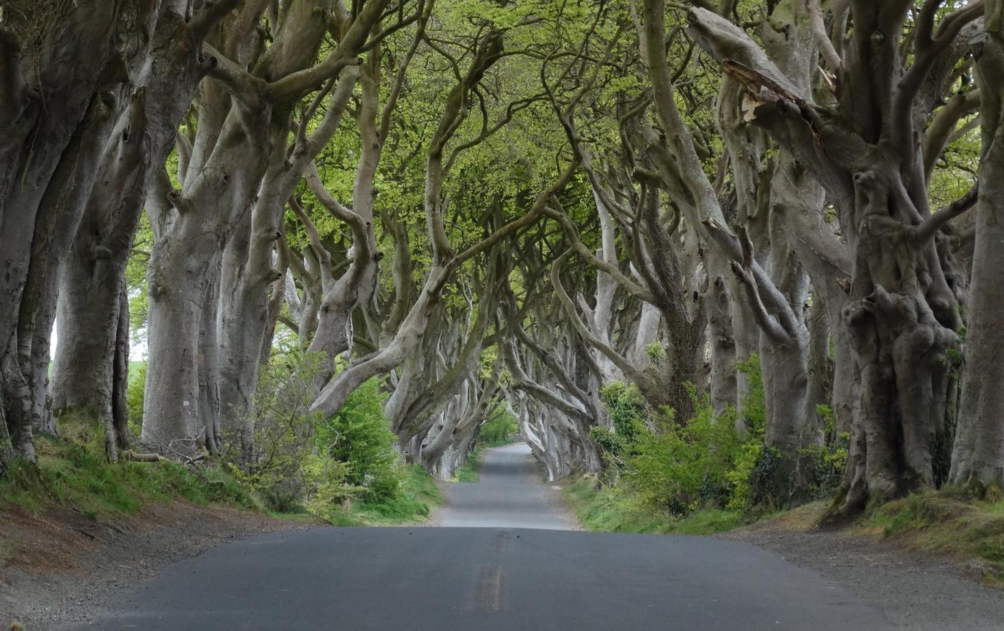 The Hedges Hotel Stranocum エクステリア 写真